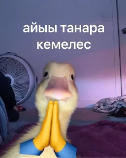 Video sticker 🦆 сахалыы кыыллар
