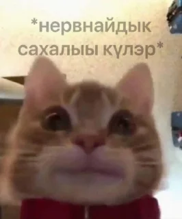 Video sticker 😺 сахалыы кыыллар