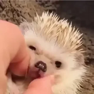 Video sticker ☺️ Hedgehog @stickerowo