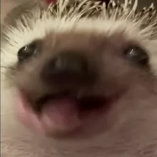 Video sticker 😋 Hedgehog @stickerowo