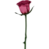 Sticker 🌹 あ by @bantlaura . . 🥦 :: @fStikBot