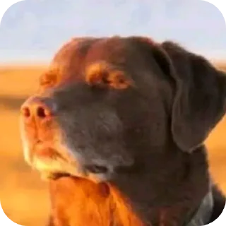 Sticker 🖼 Pack do Josué