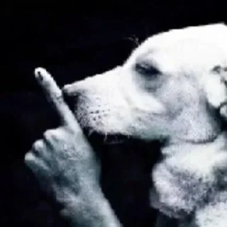 Video sticker 🫢 @naneferank : شاش