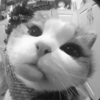 Telegram sticker 🤩 Больше стикеров тут: @stikery_emodzi_memy