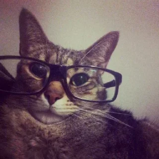 Telegram sticker 🤩 Больше стикеров тут: @stikery_emodzi_memy