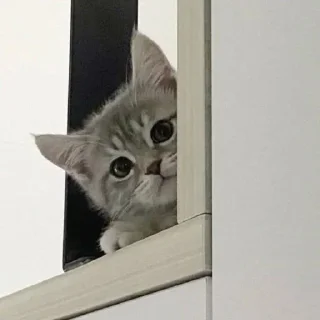 Video sticker 🤩 Больше стикеров тут: @stikery_emodzi_memy