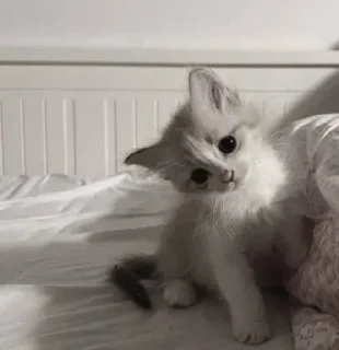 Sticker 🤩 Больше стикеров тут: @stikery_emodzi_memy