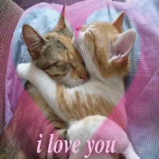 Video sticker 💖 топчик