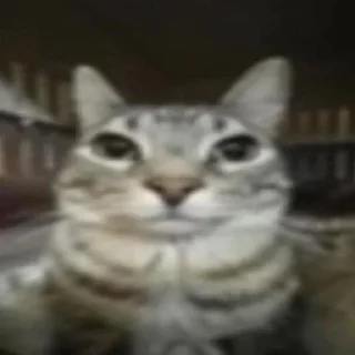 Video sticker 😶 Kekaaa<3 :: :: @fStikBot