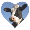 Video sticker 🐄 Wow (@mirpold)