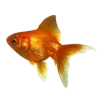 Video sticker 🐟 Wow (@mirpold)