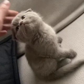 Video sticker 🐈 Exclusive Aliakbar