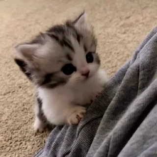 Video sticker 🐈 Exclusive Aliakbar