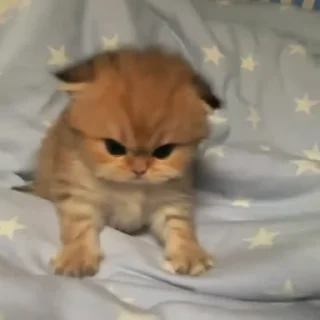 Video sticker 🐈 Exclusive Aliakbar