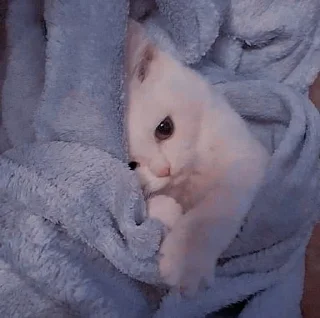 Telegram sticker 🥲 Meowy..!! @Moonlight2346 :: @fStikBot