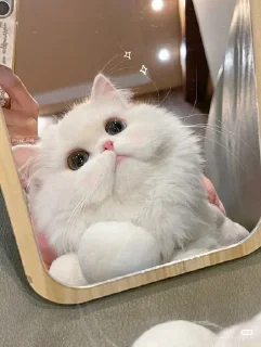 Telegram sticker 👀 Meowy..!! @Moonlight2346 :: @fStikBot