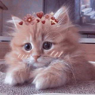 Video sticker ✨ Meowy..!! @Moonlight2346 :: @fStikBot