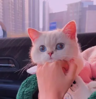 Sticker ✨ Meowy..!! @Moonlight2346 :: @fStikBot