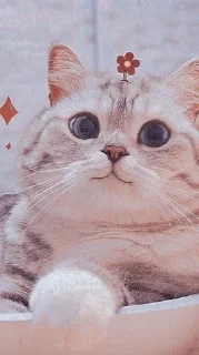 Video sticker ✨ Meowy..!! @Moonlight2346 :: @fStikBot