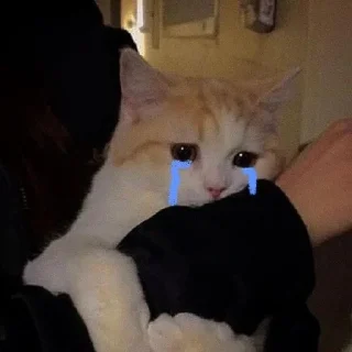 Telegram sticker 🥲 Meowy..!! @Moonlight2346 :: @fStikBot