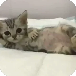 Telegram sticker 🫥 Далбичи