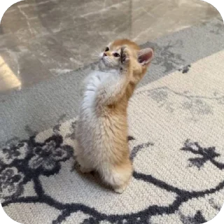 Video sticker 🫥 Далбичи