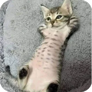 Telegram sticker 🫥 Далбичи