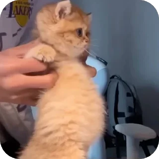 Sticker 🫥 Далбичи