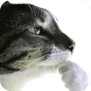 Telegram sticker 🫥 Далбичи