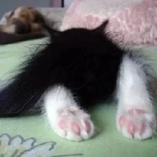 Telegram sticker 🌰 @iameball @xansticks