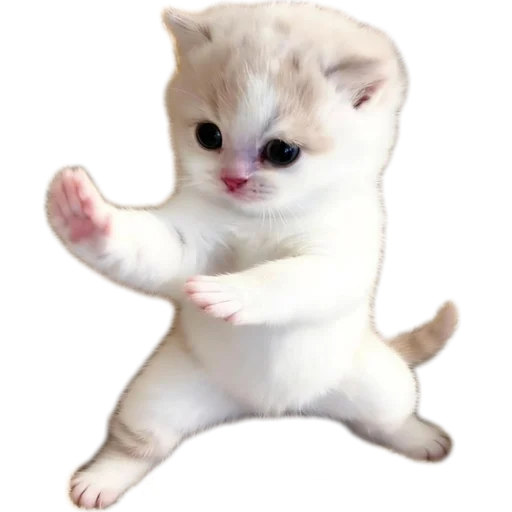 Telegram stiker 🐱 𝑬𝒗𝒂𝒏𝒐𝒊𝒄'𝒔 𝒑𝒂𝒄𝒌 @evanoic