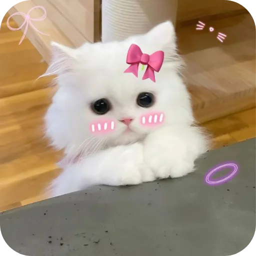 Telegram stiker 🐱 𝑬𝒗𝒂𝒏𝒐𝒊𝒄'𝒔 𝒑𝒂𝒄𝒌 @evanoic
