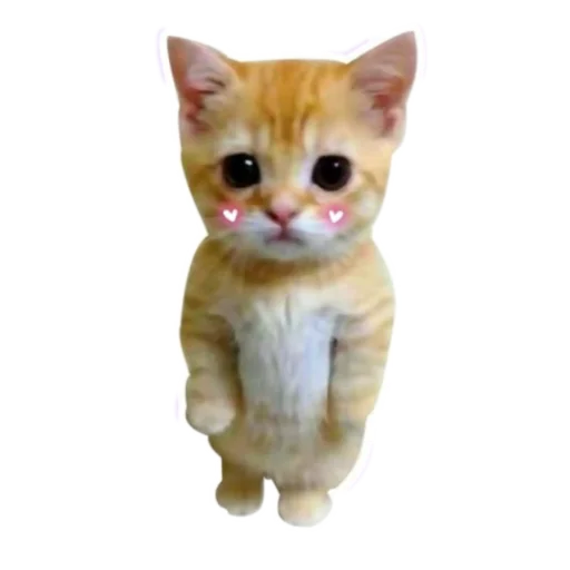 Telegram stiker 🐱 𝑬𝒗𝒂𝒏𝒐𝒊𝒄'𝒔 𝒑𝒂𝒄𝒌 @evanoic