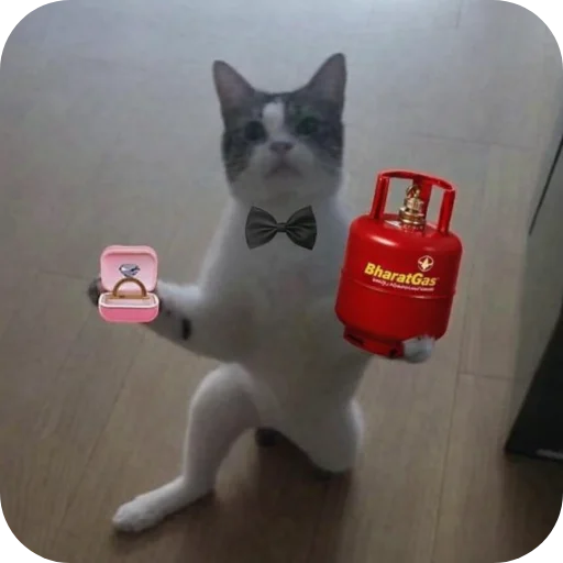 Telegram stiker 🐱 𝑬𝒗𝒂𝒏𝒐𝒊𝒄'𝒔 𝒑𝒂𝒄𝒌 @evanoic