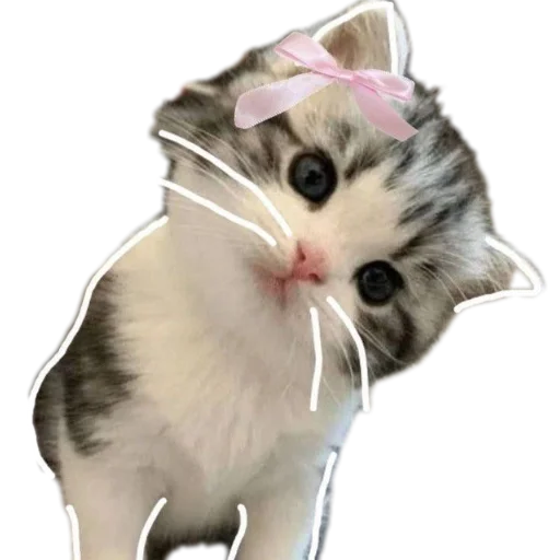 Telegram stiker 🐱 𝑬𝒗𝒂𝒏𝒐𝒊𝒄'𝒔 𝒑𝒂𝒄𝒌 @evanoic
