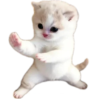 Video sticker 🐱 𝑬𝒗𝒂𝒏𝒐𝒊𝒄'𝒔 𝒑𝒂𝒄𝒌 @evanoic