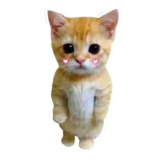 Video sticker 🐱 𝑬𝒗𝒂𝒏𝒐𝒊𝒄'𝒔 𝒑𝒂𝒄𝒌 @evanoic