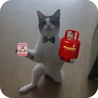 Video sticker 🐱 𝑬𝒗𝒂𝒏𝒐𝒊𝒄'𝒔 𝒑𝒂𝒄𝒌 @evanoic