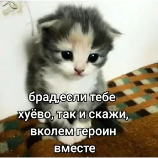 Telegram sticker 😿 Больше стиков тут: @mkioz