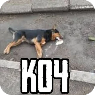 Video sticker 🐶 КОЧ БРАТАН КОЧ @bosinn_edits