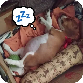 Video sticker 👶 🐶