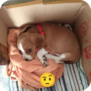 Video sticker 🐶 🐶