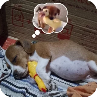 Telegram sticker 🐶 🐶