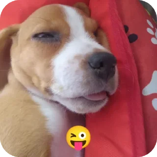 Telegram sticker 🐶 🐶