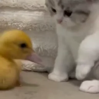 Video sticker 🎈 Cute