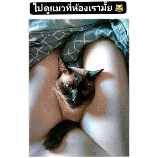 Video sticker 👍 Gᴇɴᴏʟᴢ × ឋਹபਹಖ