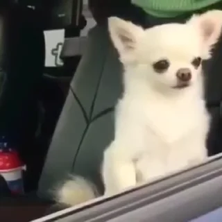 Video sticker 😴 Favorite stickers by@svetlani :: @fStikBot