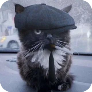 Telegram stiker 🐱 عا