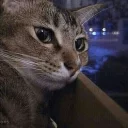 Sticker 😐 Cats 🐈 - By; @Sr_Anonymous