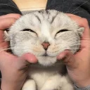 Video sticker 😊 Cats 🐈 - By; @Sr_Anonymous